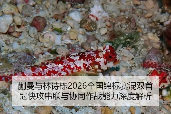 蒯曼与林诗栋2026全国锦标赛混双首冠快攻串联与协同作战能力深度解析